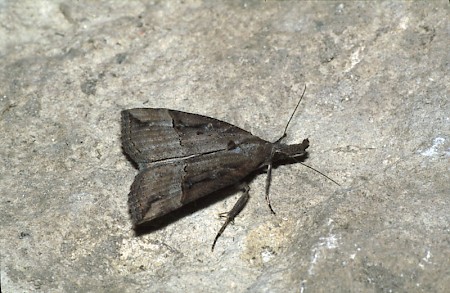 Buttoned Snout Hypena rostralis