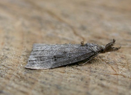 Buttoned Snout Hypena rostralis