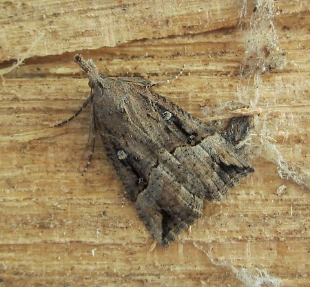 Buttoned Snout Hypena rostralis
