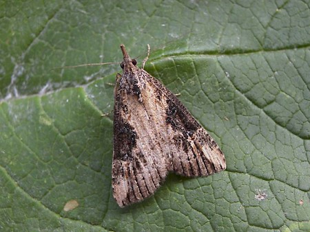 Paignton Snout Hypena obesalis