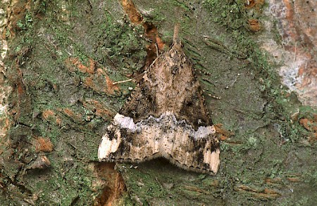 Bloxworth Snout Hypena obsitalis