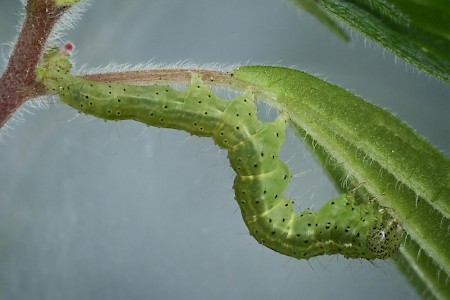 Bloxworth Snout Hypena obsitalis