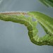 Larva • Berry Head, Devon • © Bob Heckford