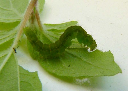 Bloxworth Snout Hypena obsitalis