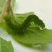 Larva • Weymouth, Dorset • © Jack Oughton