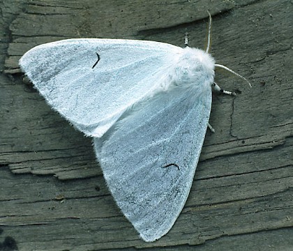 Adult • Rosnay, central France • © Rob Petley-Jones