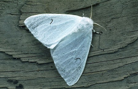Black V Moth Arctornis l-nigrum