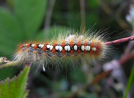 White Satin Moth Leucoma salicis