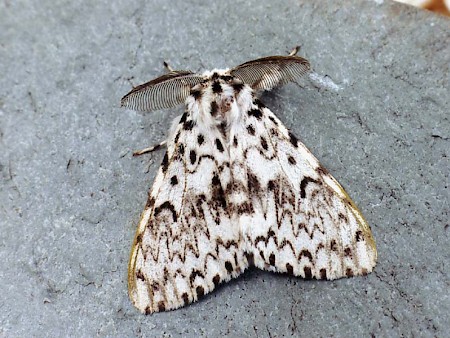 Black Arches Lymantria monacha