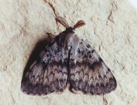 Gypsy Moth Lymantria dispar