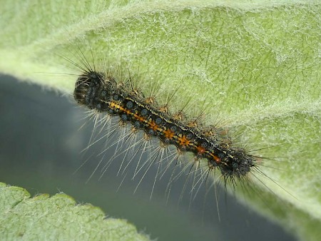 Gypsy Moth Lymantria dispar