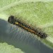 Larva (early instar) • Jersey, Channel Islands • © Bob Heckford
