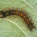 Larva • Jersey, Channel Islands • © Bob Heckford