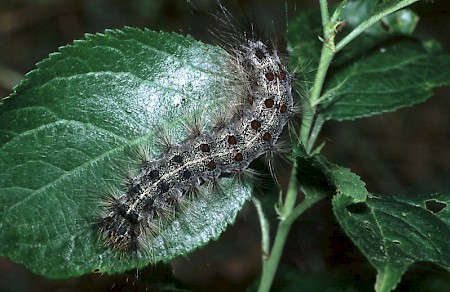 Gypsy Moth Lymantria dispar