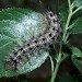 Larva • Poland • © David Green/Butterfly Conservation