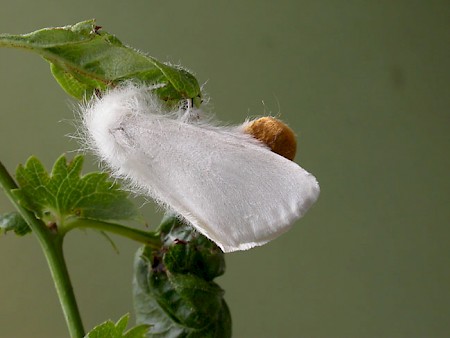 Brown-tail Euproctis chrysorrhoea