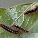 Larvae • Crawley, East Sussex • © Ian Kimber