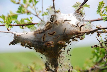 Brown-tail Euproctis chrysorrhoea