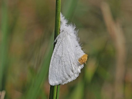 Yellow-tail Euproctis similis