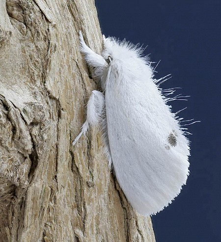 Yellow-tail Euproctis similis