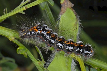 Yellow-tail Euproctis similis