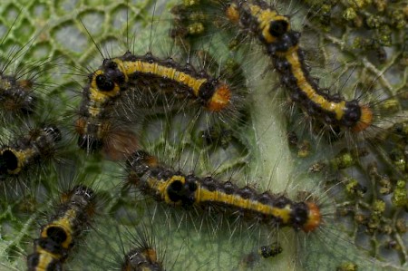 Yellow-tail Euproctis similis