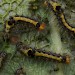 Young larvae • Netherlands • © Jeroen Voogd