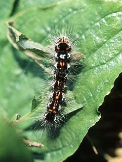 Yellow-tail Euproctis similis