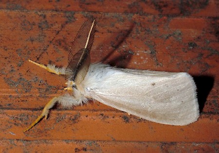 Reed Tussock Laelia coenosa