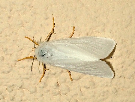 Reed Tussock Laelia coenosa