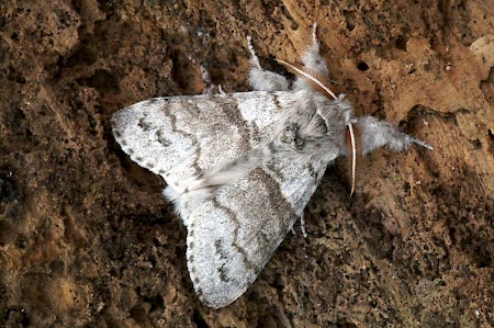 Pale Tussock Calliteara pudibunda