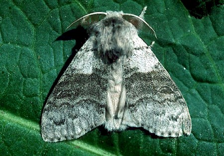 Pale Tussock Calliteara pudibunda