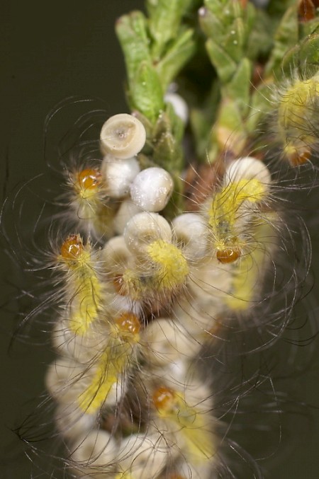 Pale Tussock Calliteara pudibunda