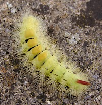 Pale Tussock Caterpillar