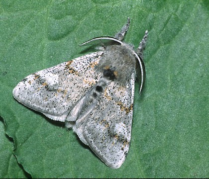 Adult &bull; Dorset &bull; &copy; David Green/Butterfly Conservation