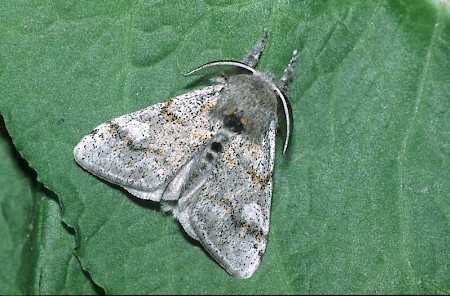 Dark Tussock Dicallomera fascelina