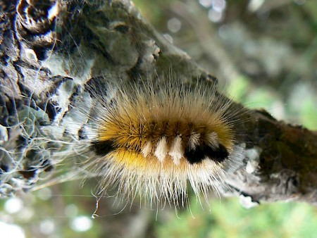 Dark Tussock Dicallomera fascelina