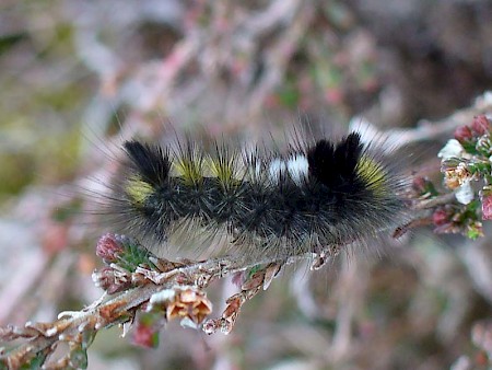 Dark Tussock Dicallomera fascelina