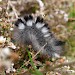 Young larva • Simonside, Northumberland • © Chris Waugh