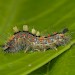 Larva • Hardenberg, The Netherlands • © Ab H. Baas