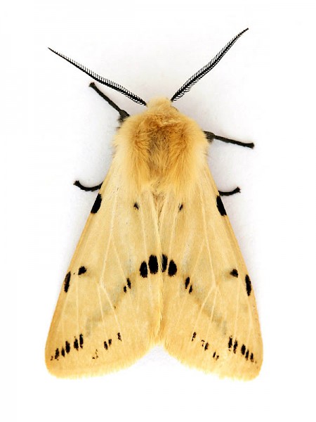 Buff Ermine Spilosoma lutea