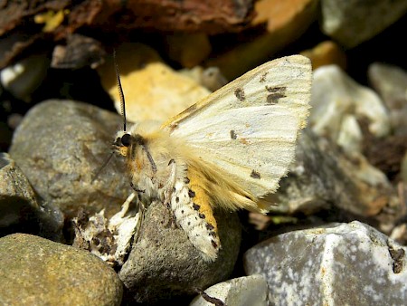 Buff Ermine Spilosoma lutea