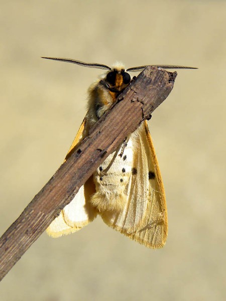 Buff Ermine Spilosoma lutea