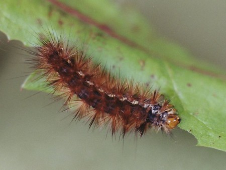 Buff Ermine Spilosoma lutea