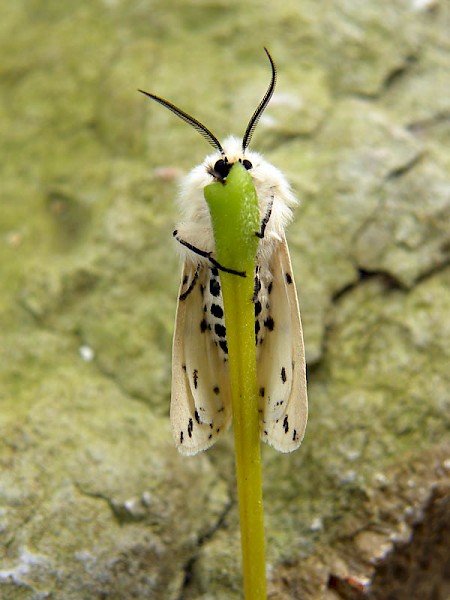 White Ermine Spilosoma lubricipeda