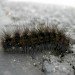 Larva • Kilmacolm, Inverclyde • © Neil Gregory