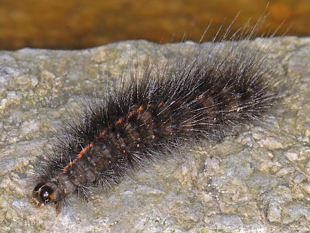 White Ermine Spilosoma lubricipeda