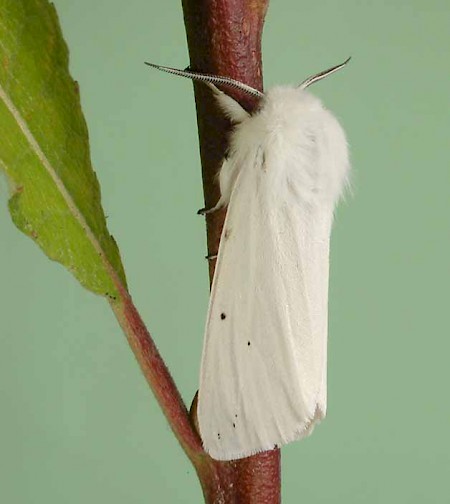 Water Ermine Spilosoma urticae