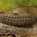 Intermediate instar larva • Netherlands • © Jeroen Voogd