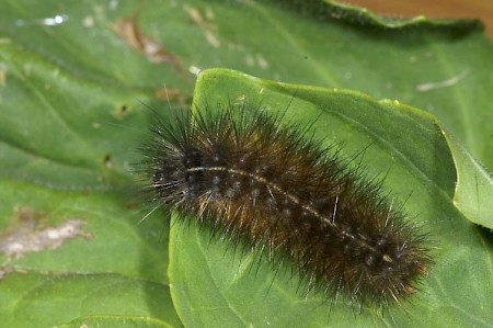 Water Ermine Spilosoma urticae